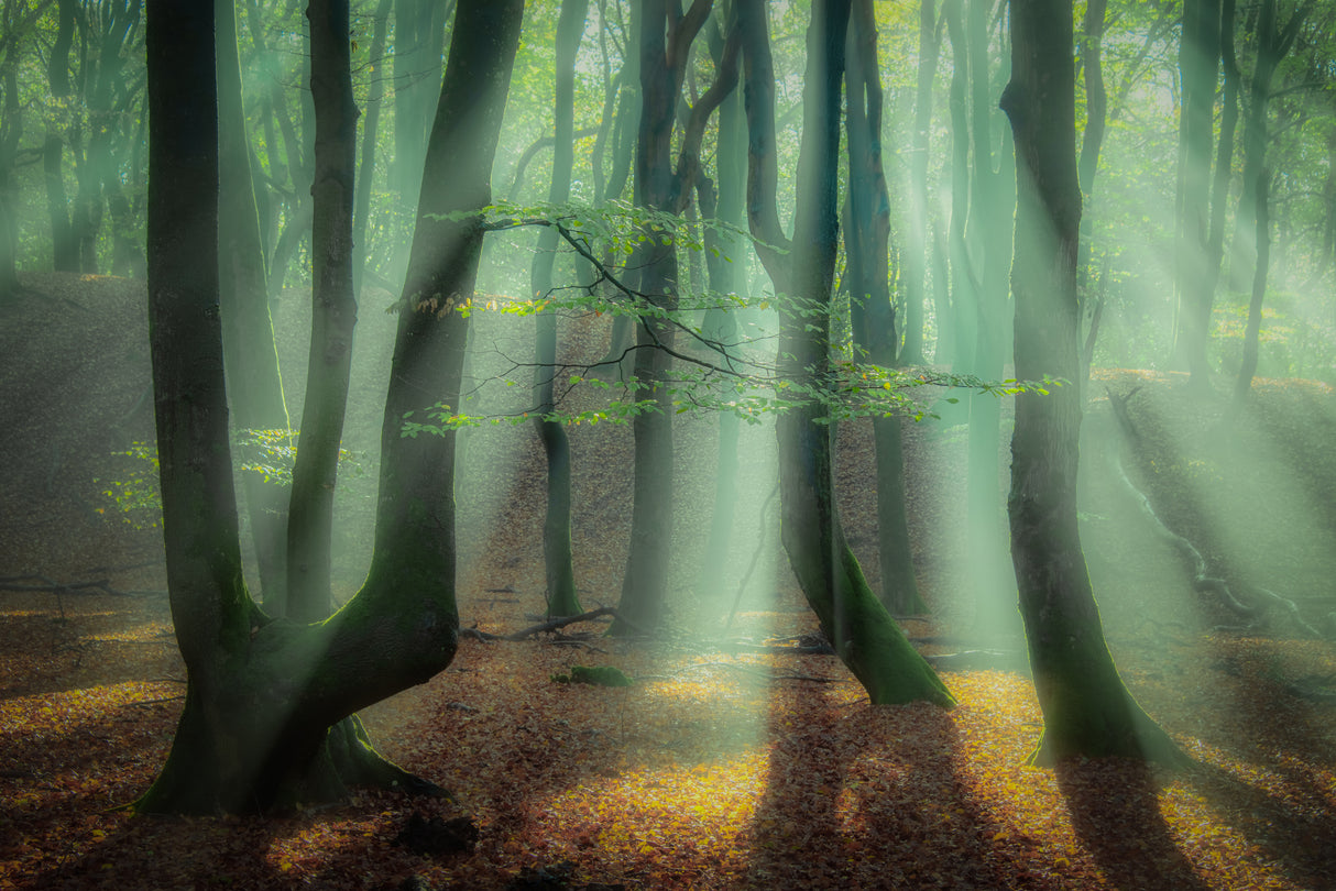 Magical forest. Poster och Canvastavla