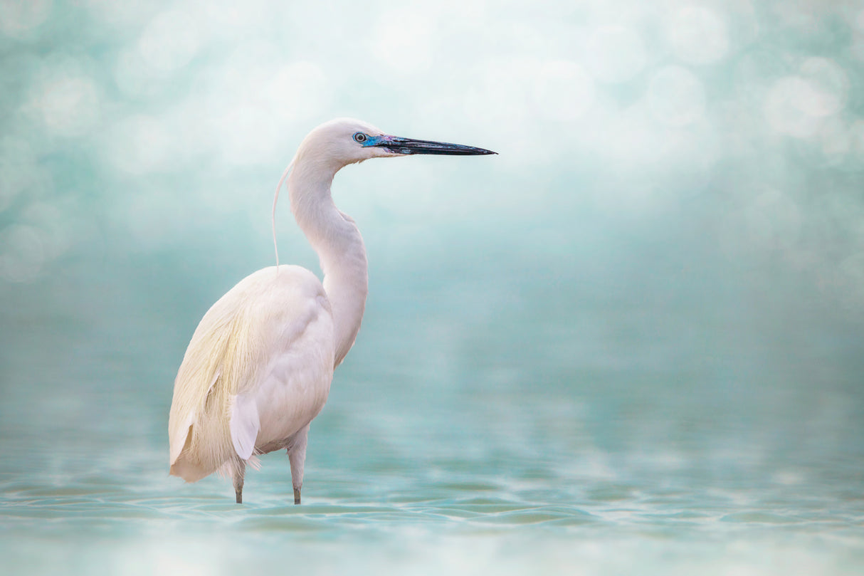 Reef Heron Poster och Canvastavla