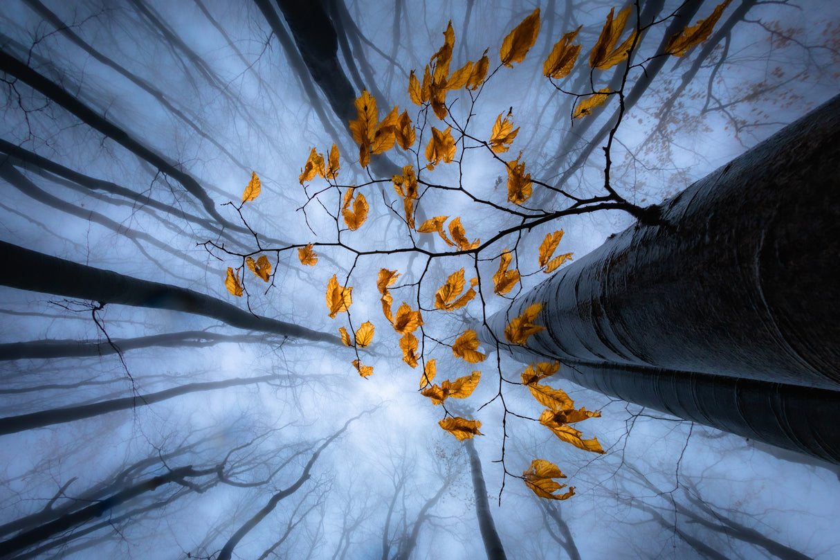 Autumn leaves Poster och Canvastavla