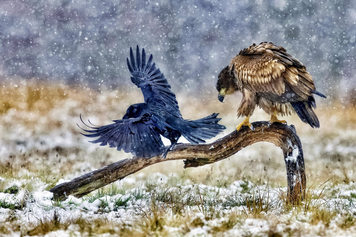 White-tailed eagle Poster och Canvastavla