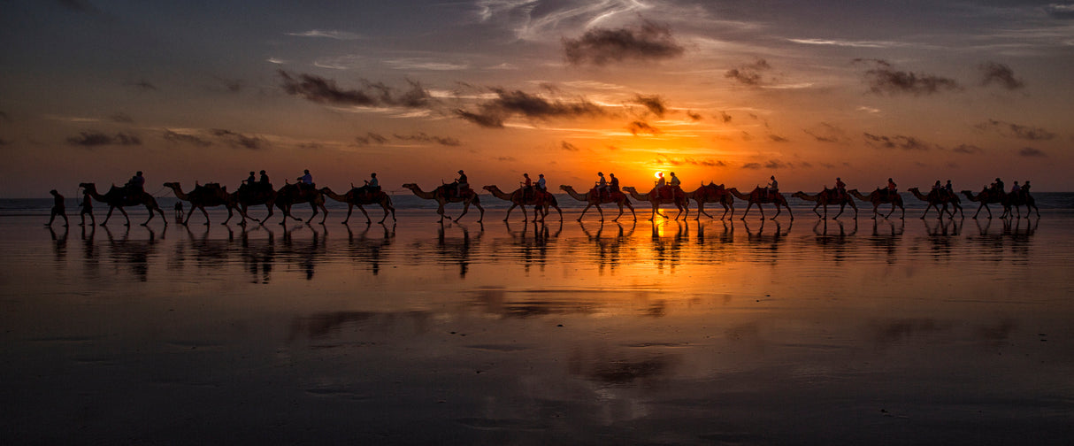 Sunset Camel Safari Poster och Canvastavla