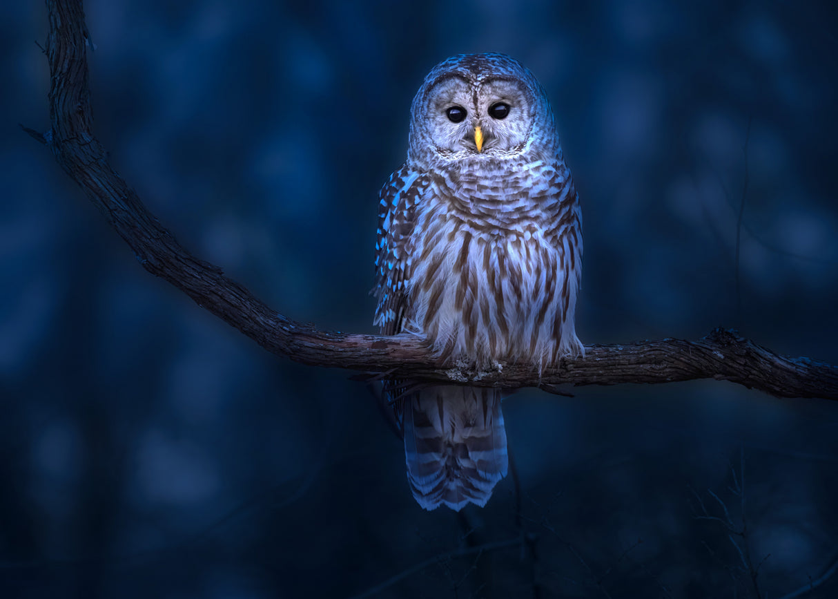 Barred Owl Poster och Canvastavla