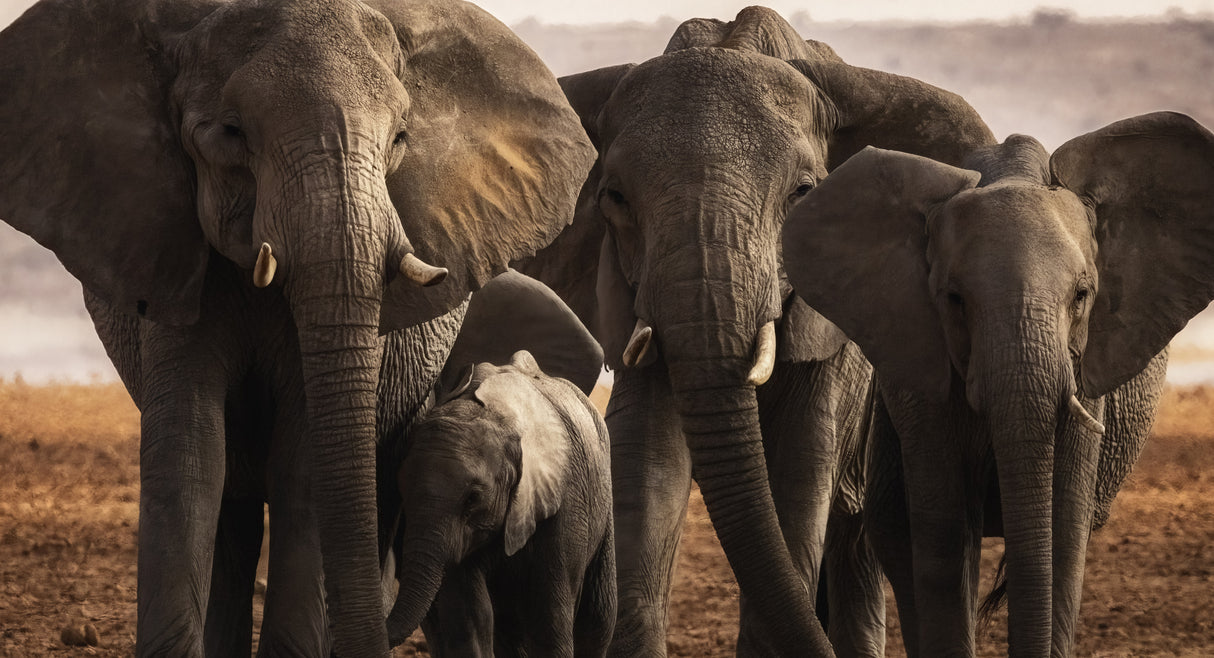 The Family Unit Poster och Canvastavla