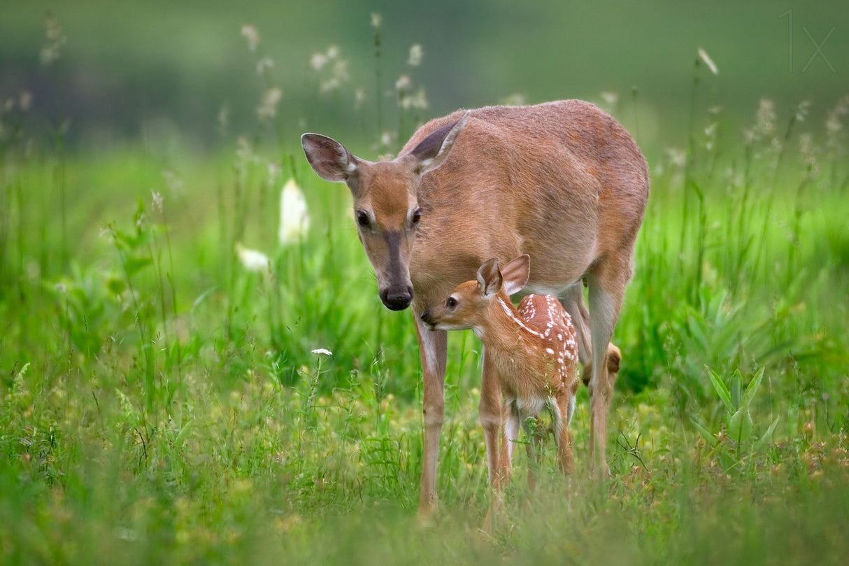 Tender Moment Poster och Canvastavla