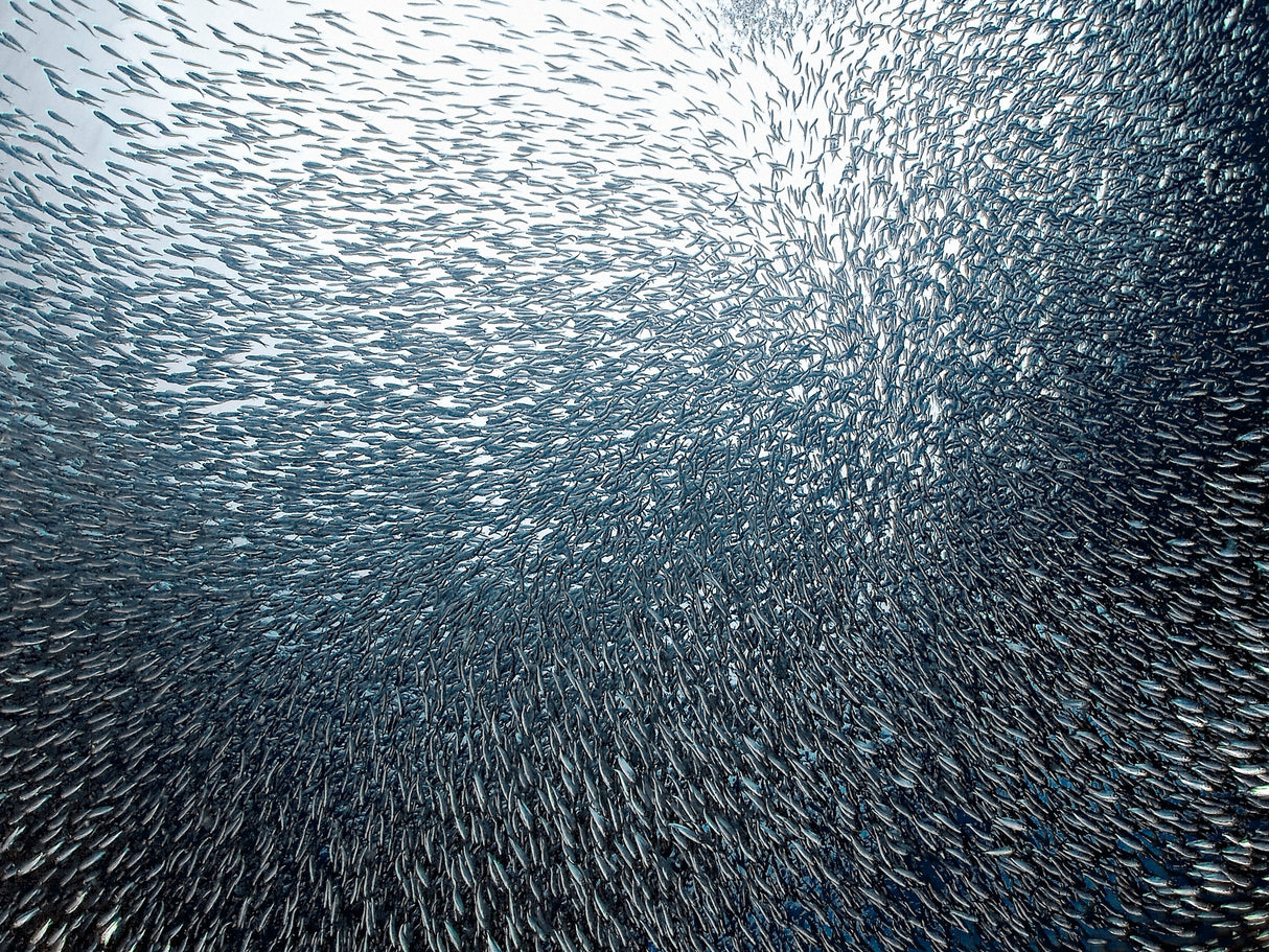 Sardines Firework Poster och Canvastavla