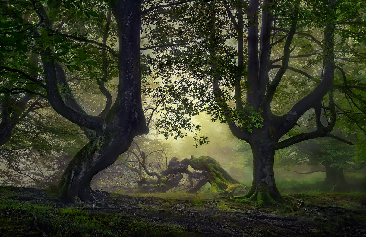Guardians of the forest Poster och Canvastavla