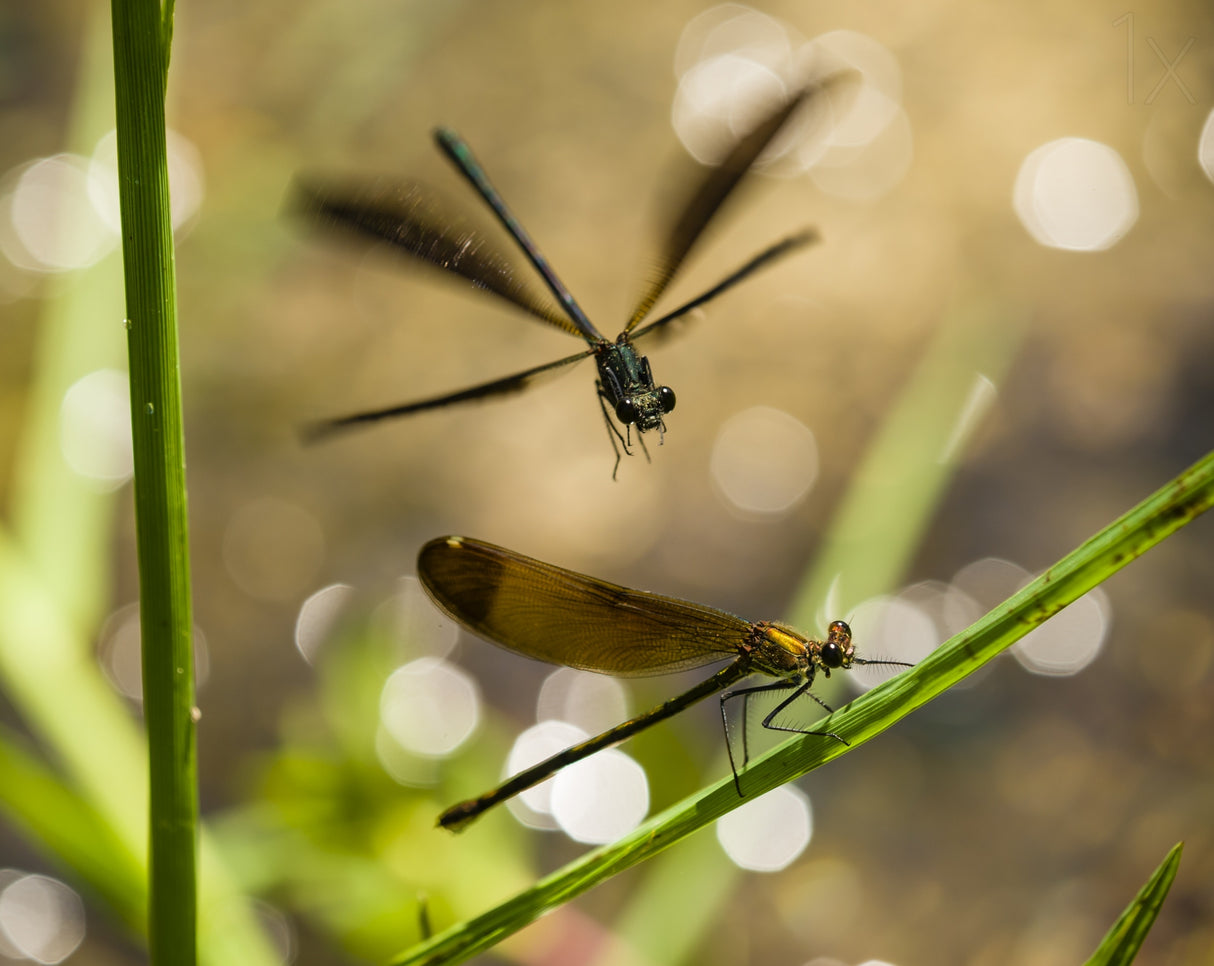Damselfly dance Poster och Canvastavla