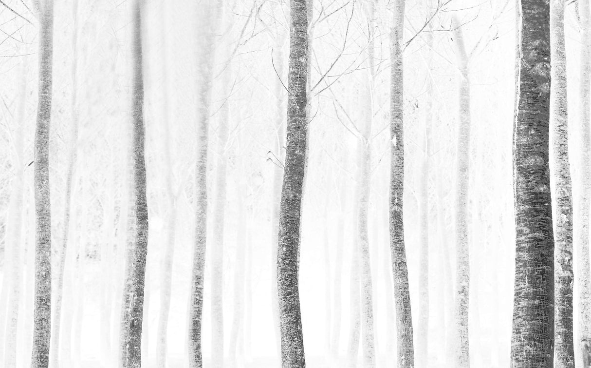 forest Poster och Canvastavla