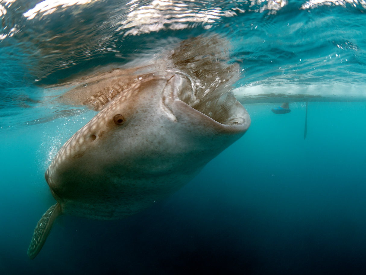 Whale Shark Poster och Canvastavla