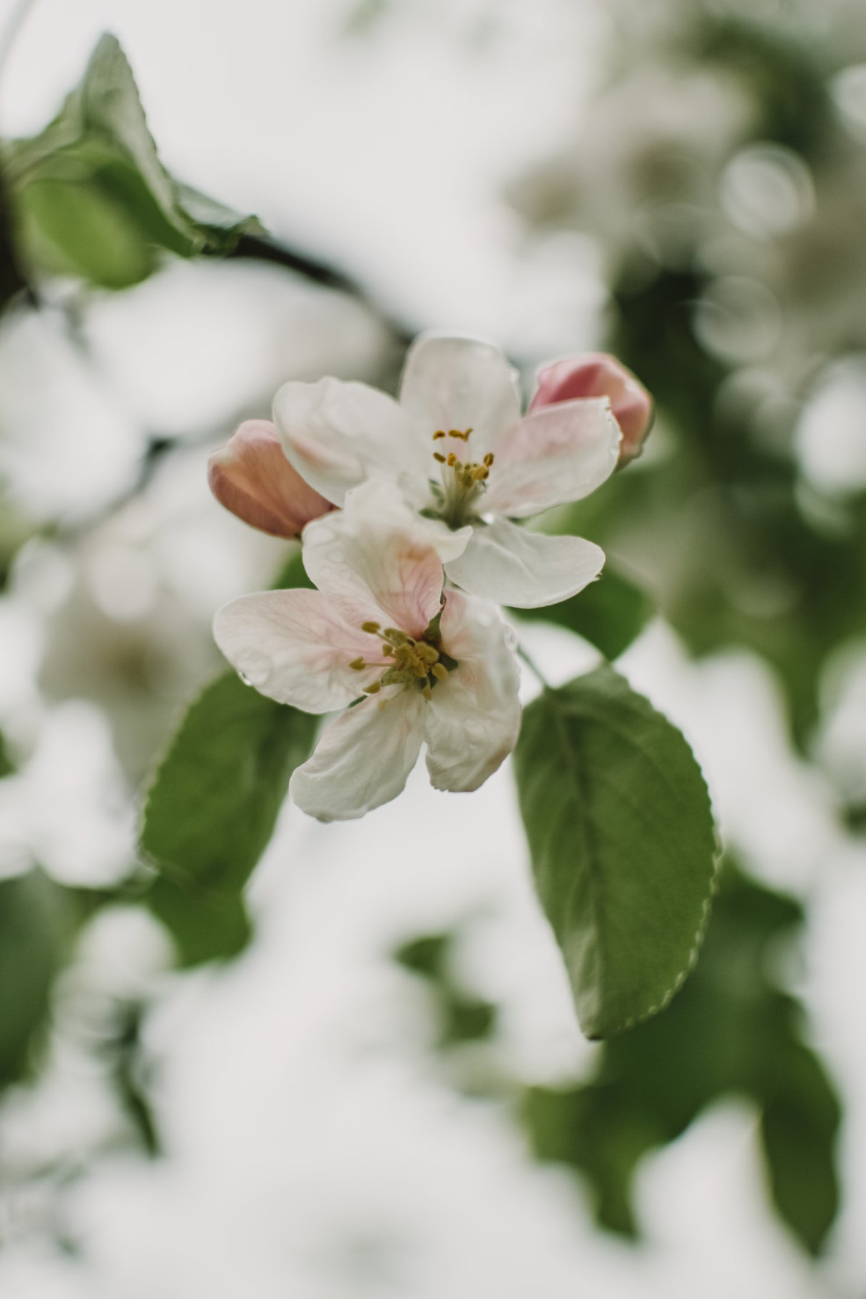 Spring Series - Apple Blossoms in the Rain 11/12 Poster och Canvastavla