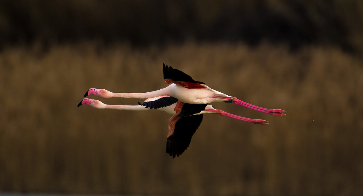 Greater Flamingo Poster och Canvastavla
