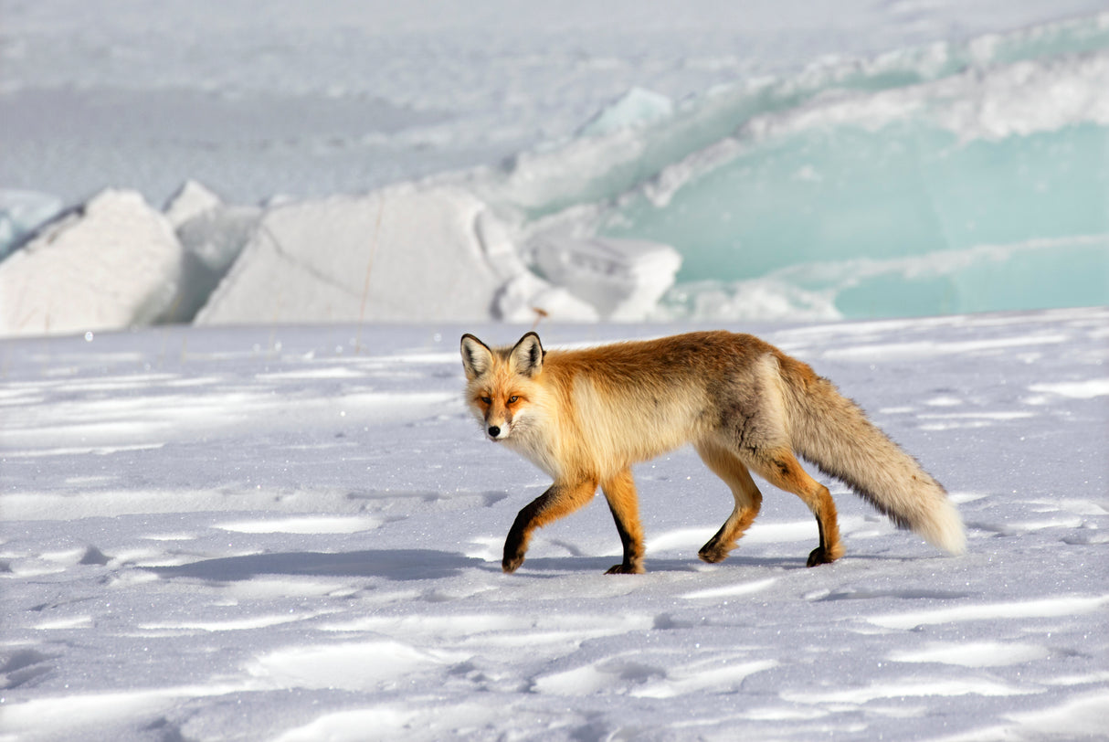 A red fox Poster och Canvastavla