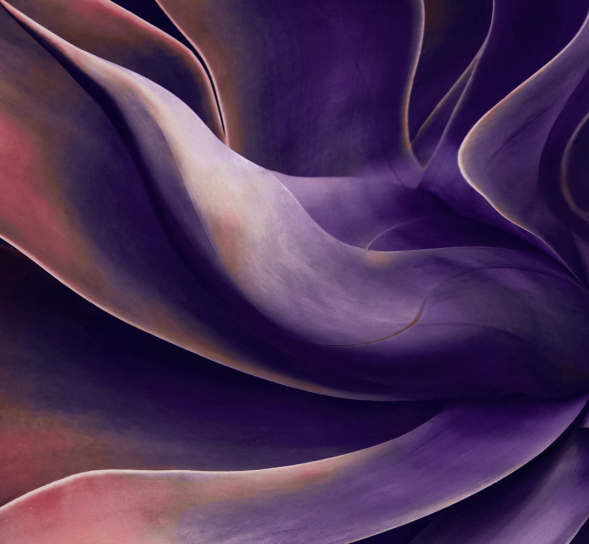 Agave in shades of violet Poster och Canvastavla