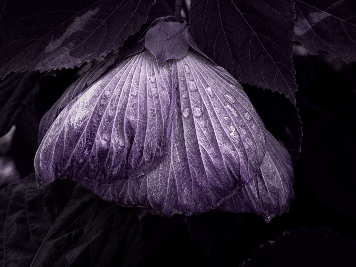 DroOops Poster och Canvastavla