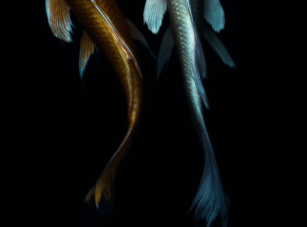 a Couple Poster och Canvastavla