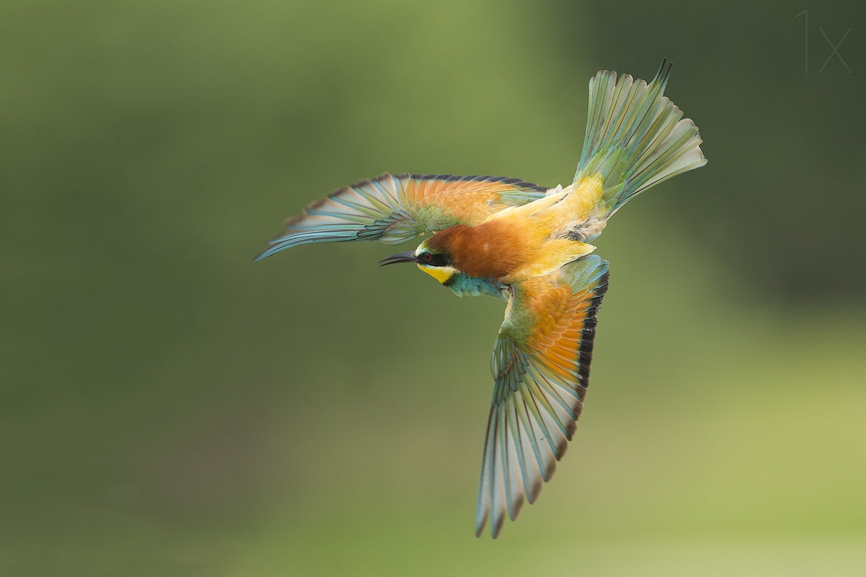 Bee eater Poster och Canvastavla