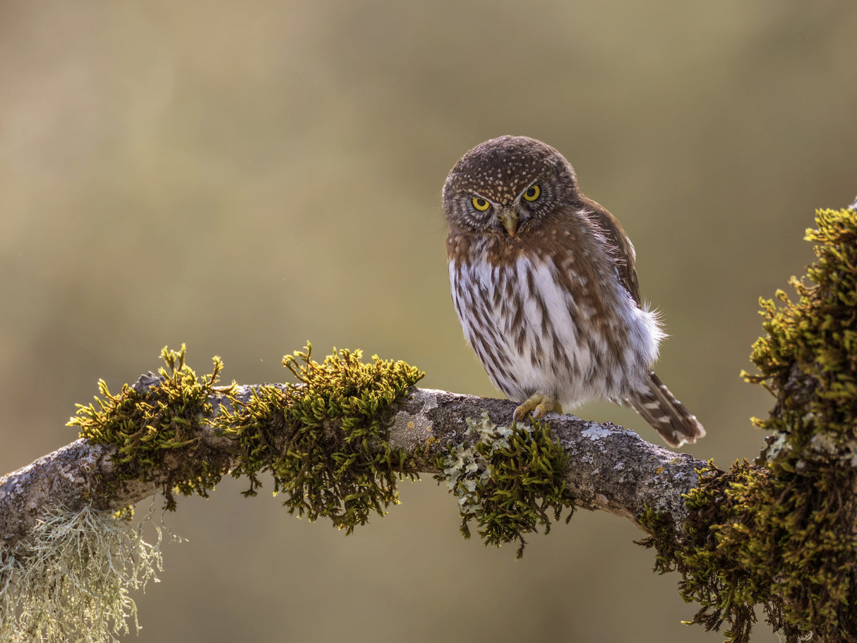 Northern Pygmy Owl Poster och Canvastavla