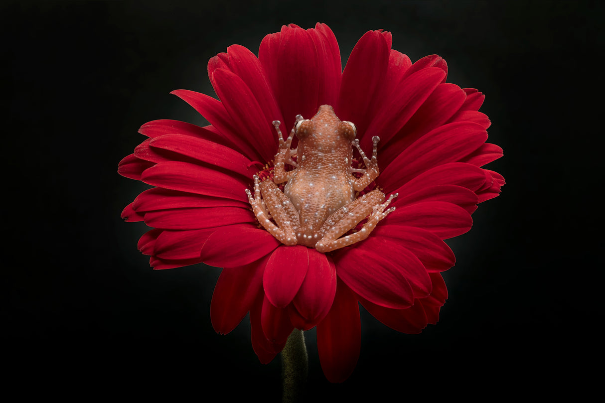 Cinnamon Tree Frog Poster och Canvastavla