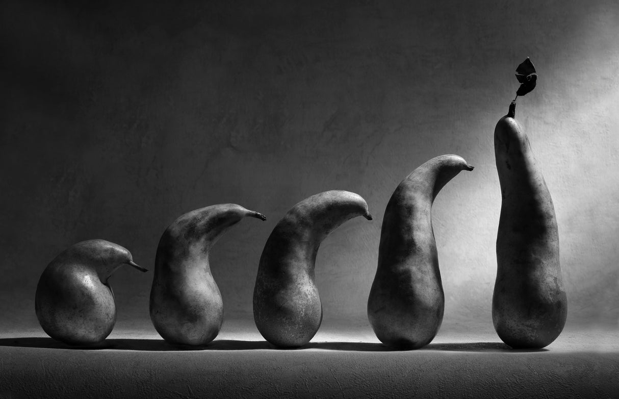 The evolution Poster och Canvastavla