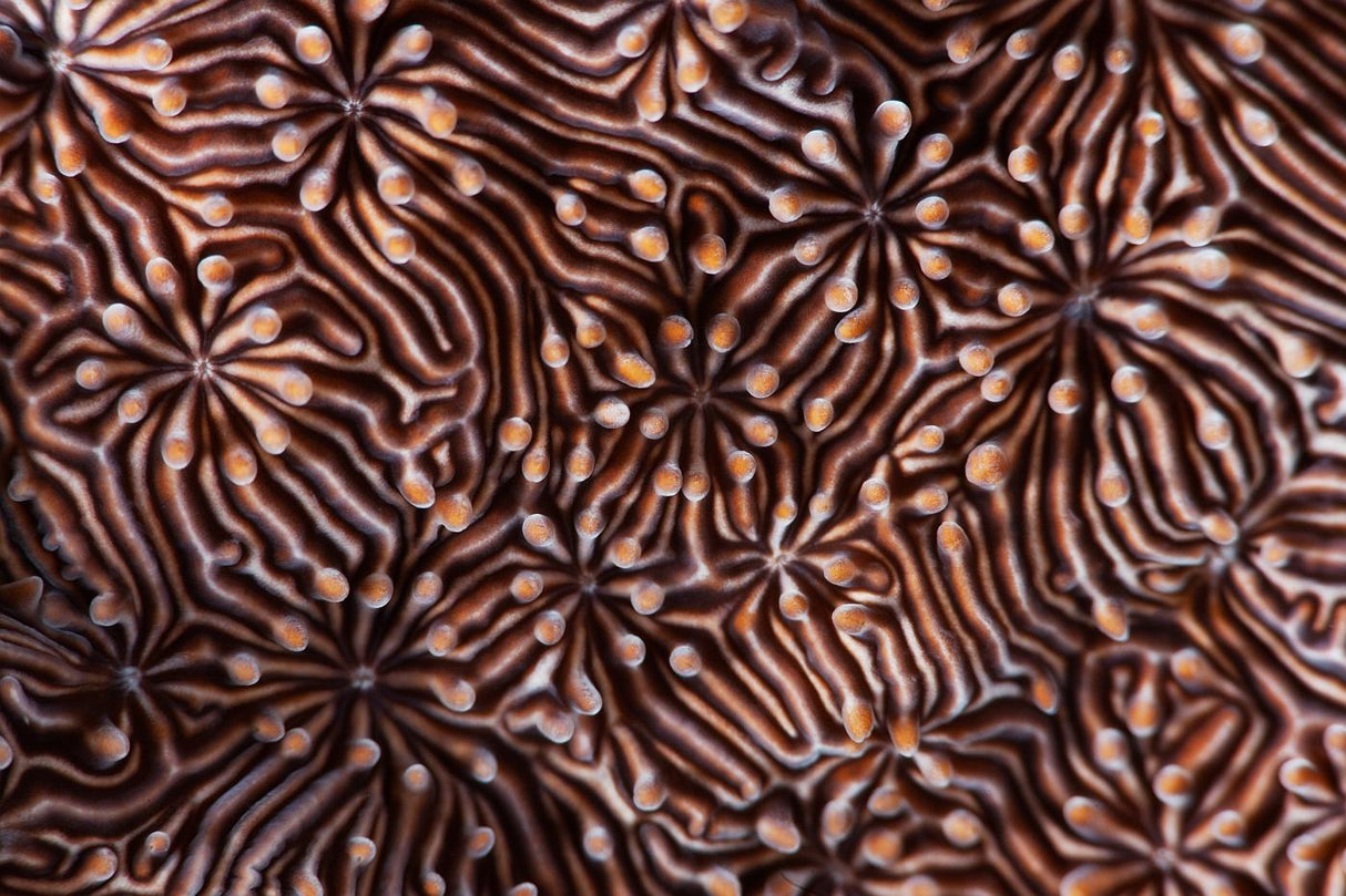 Hypnotic maze Poster och Canvastavla