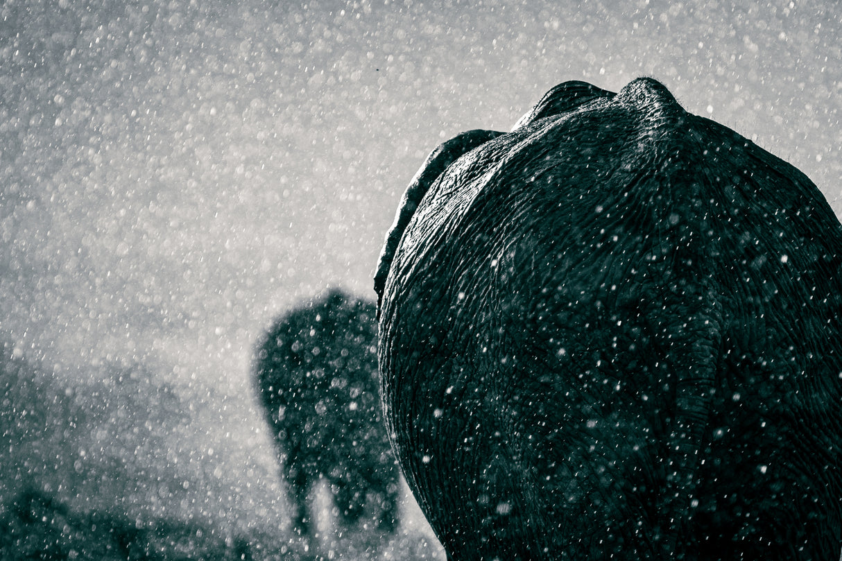 Rainy season Poster och Canvastavla
