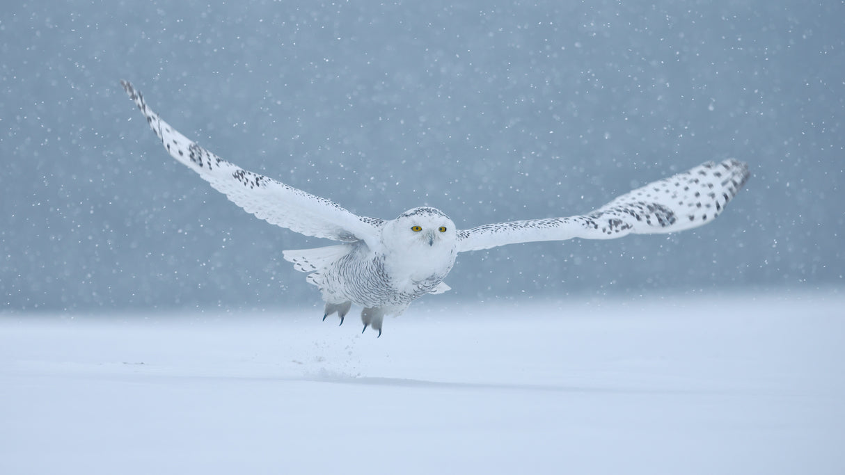Snowy Owl on a Snowy day Poster och Canvastavla
