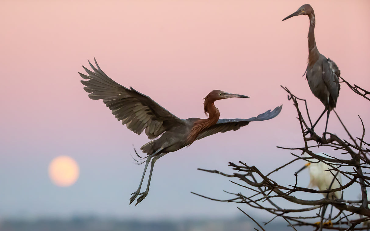 flying in pink evening Poster och Canvastavla