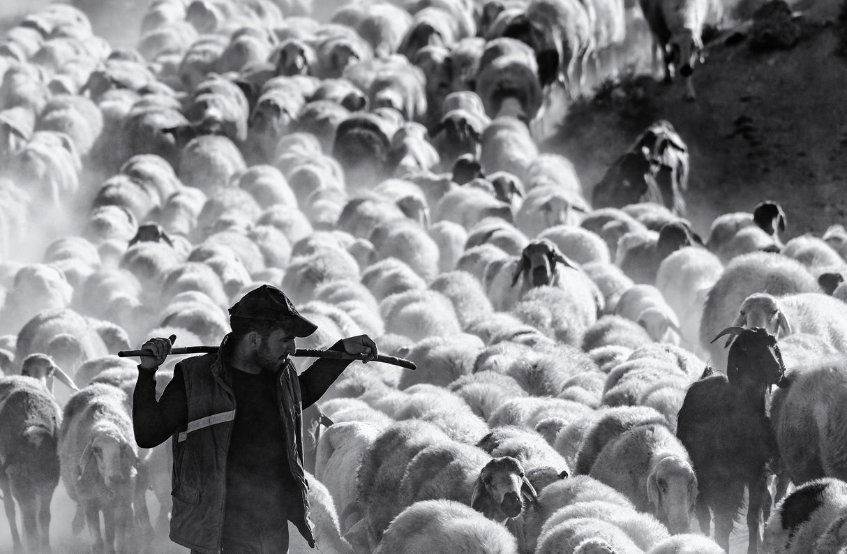 shepherd Poster och Canvastavla