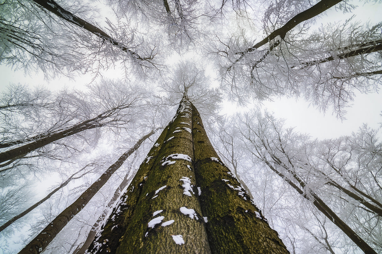 Looking up Poster och Canvastavla