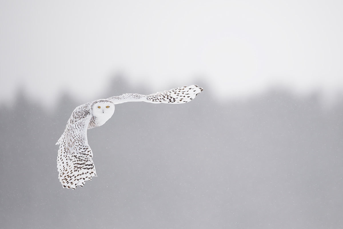 Flying in the frozen sky Poster och Canvastavla