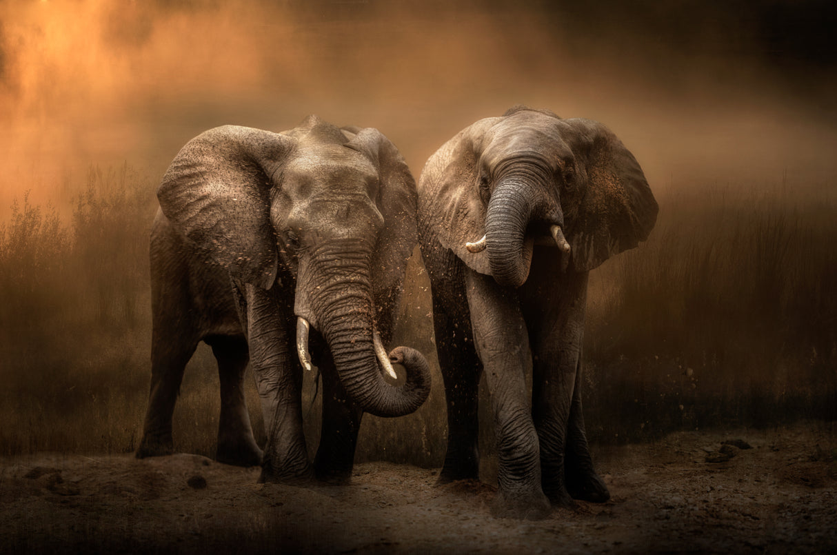 Elephants dust bath... Poster och Canvastavla