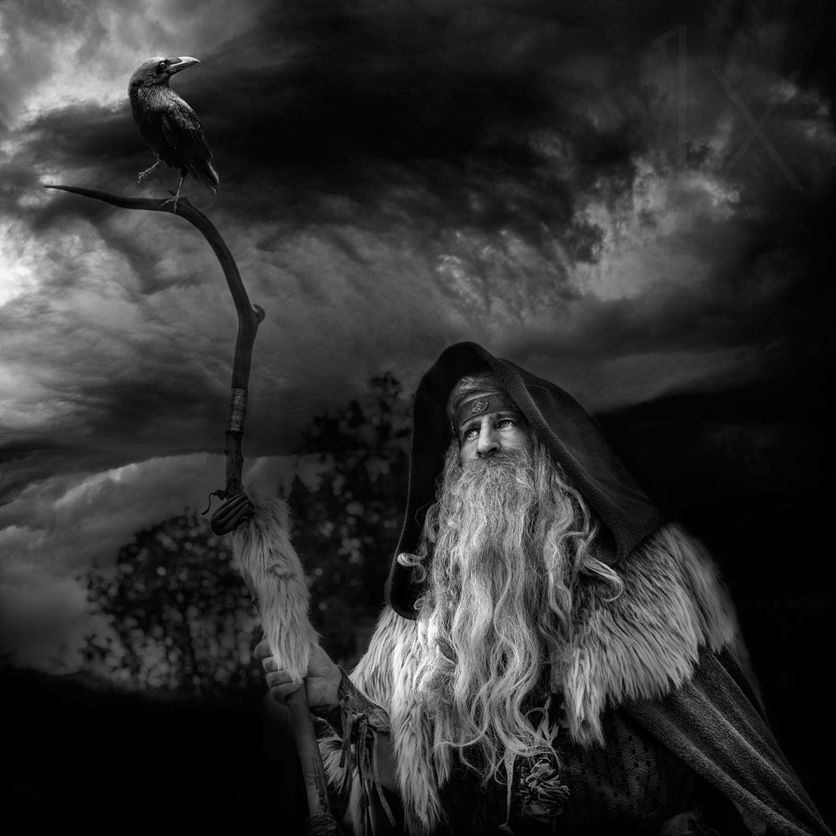 the druid and the crow Poster och Canvastavla
