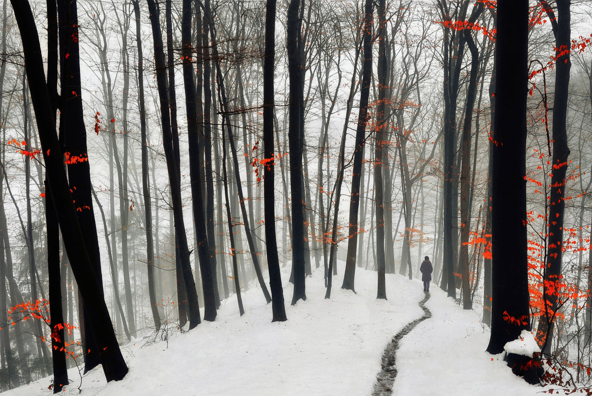 Through autumn and winter Poster och Canvastavla