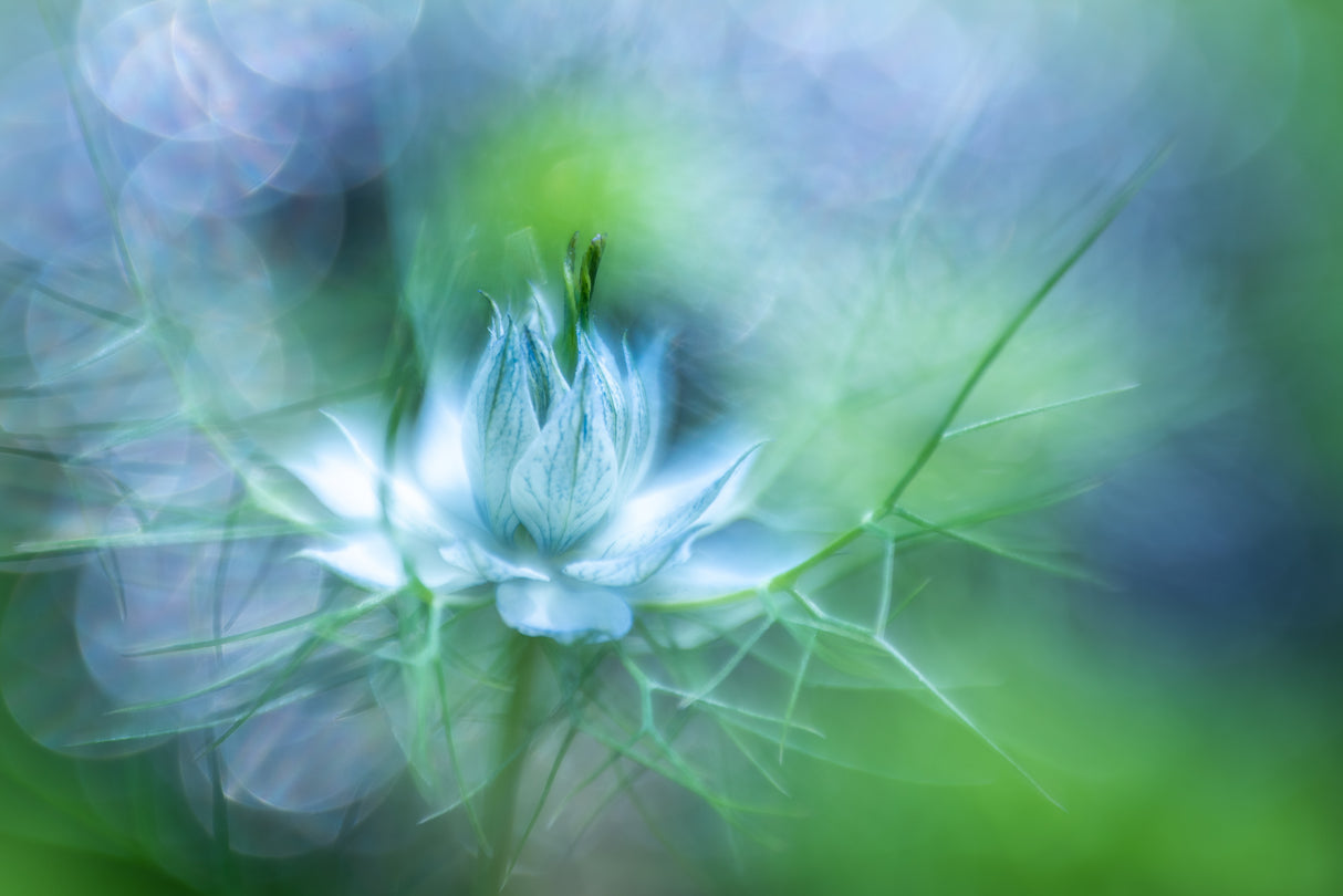 Magic blue.... Poster och Canvastavla