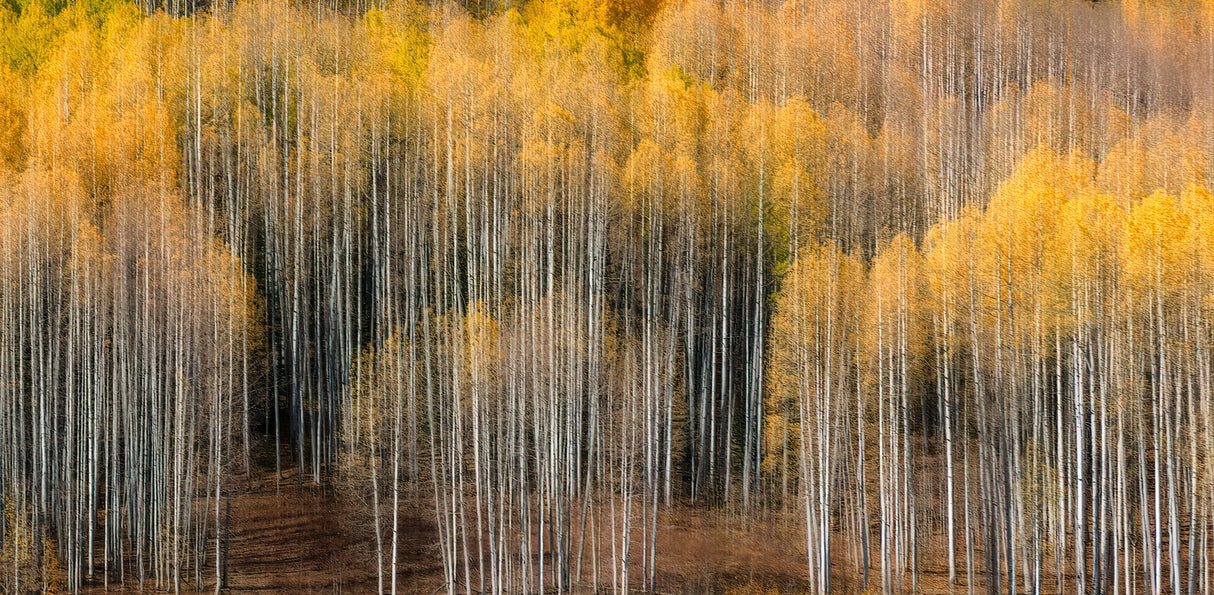 Aspen Impression Poster och Canvastavla