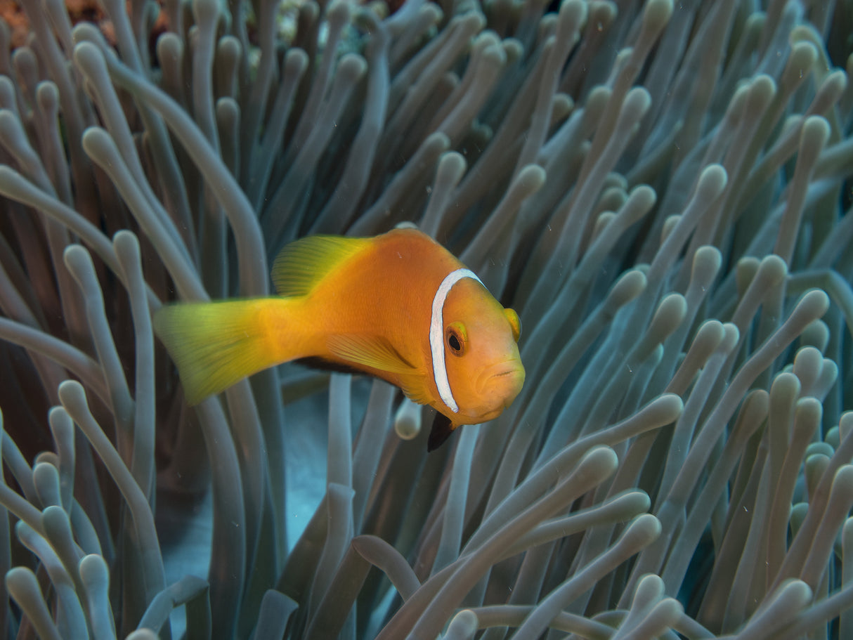 Amphiprion nigripes Poster och Canvastavla