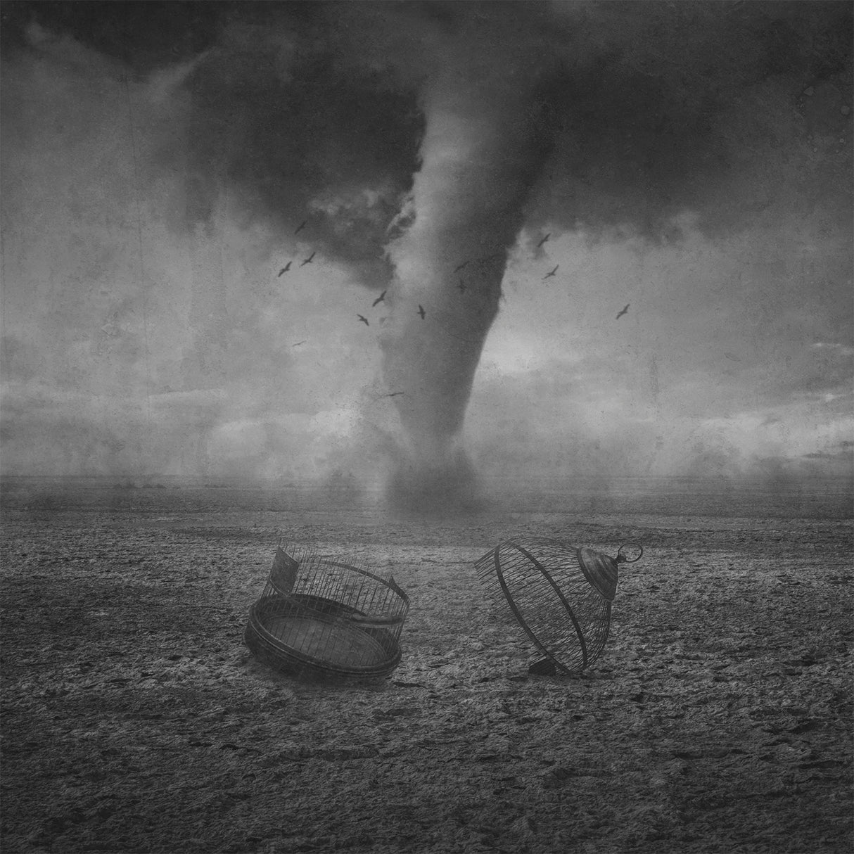 Freedom Storm Poster och Canvastavla