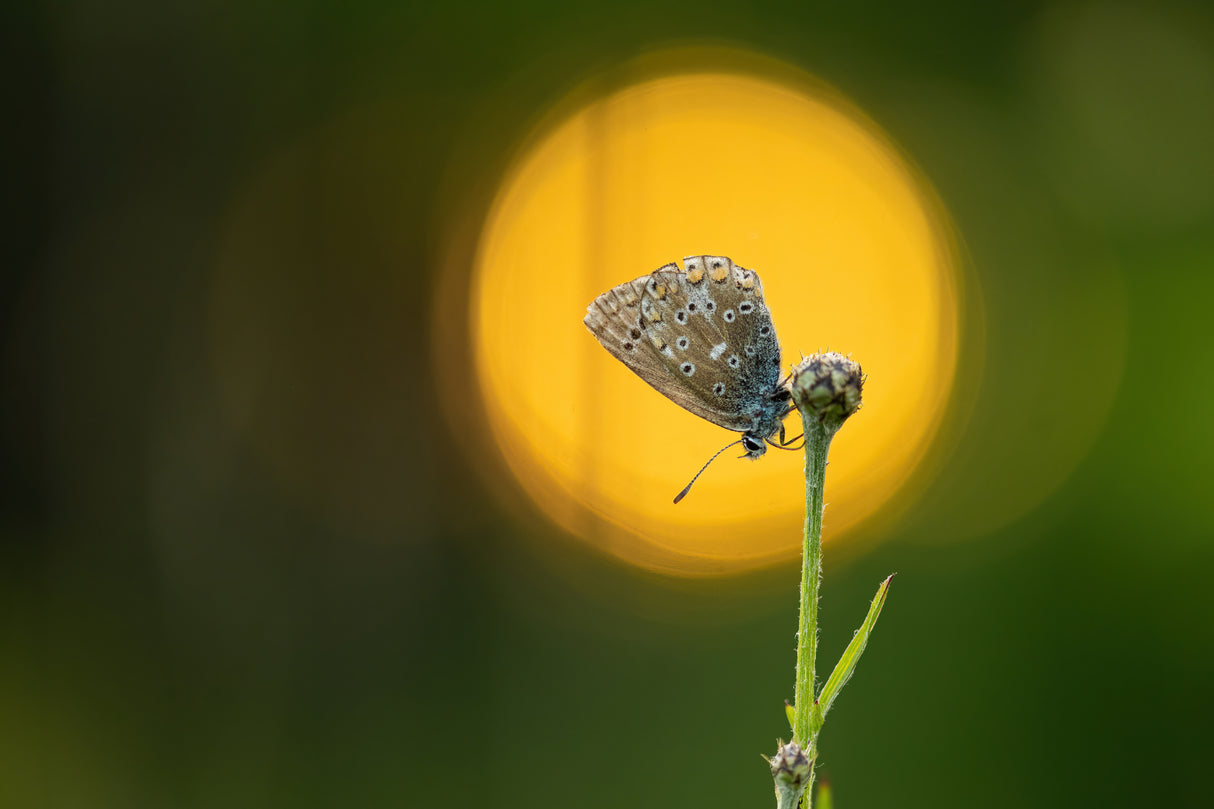 sunset butterfly Poster och Canvastavla