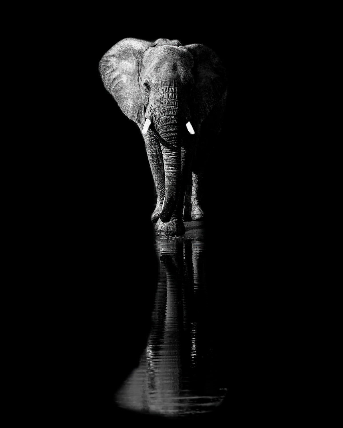 Elephant Poster och Canvastavla
