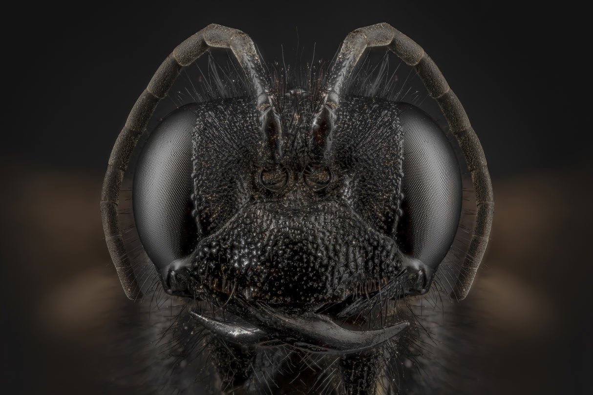 black wasp Poster och Canvastavla