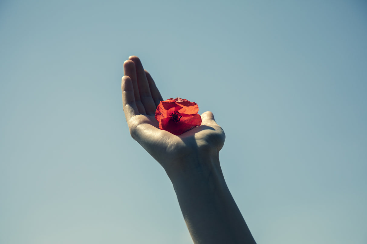 red flower and blue sky Poster och Canvastavla