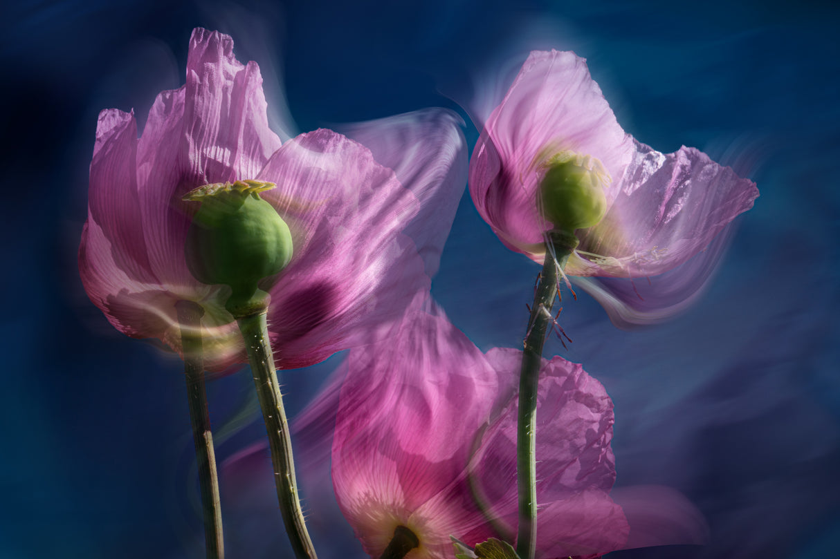 Poppies by the wayside Poster och Canvastavla