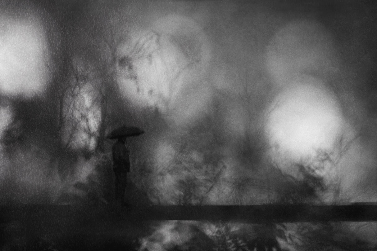 In the rainy trees Poster och Canvastavla