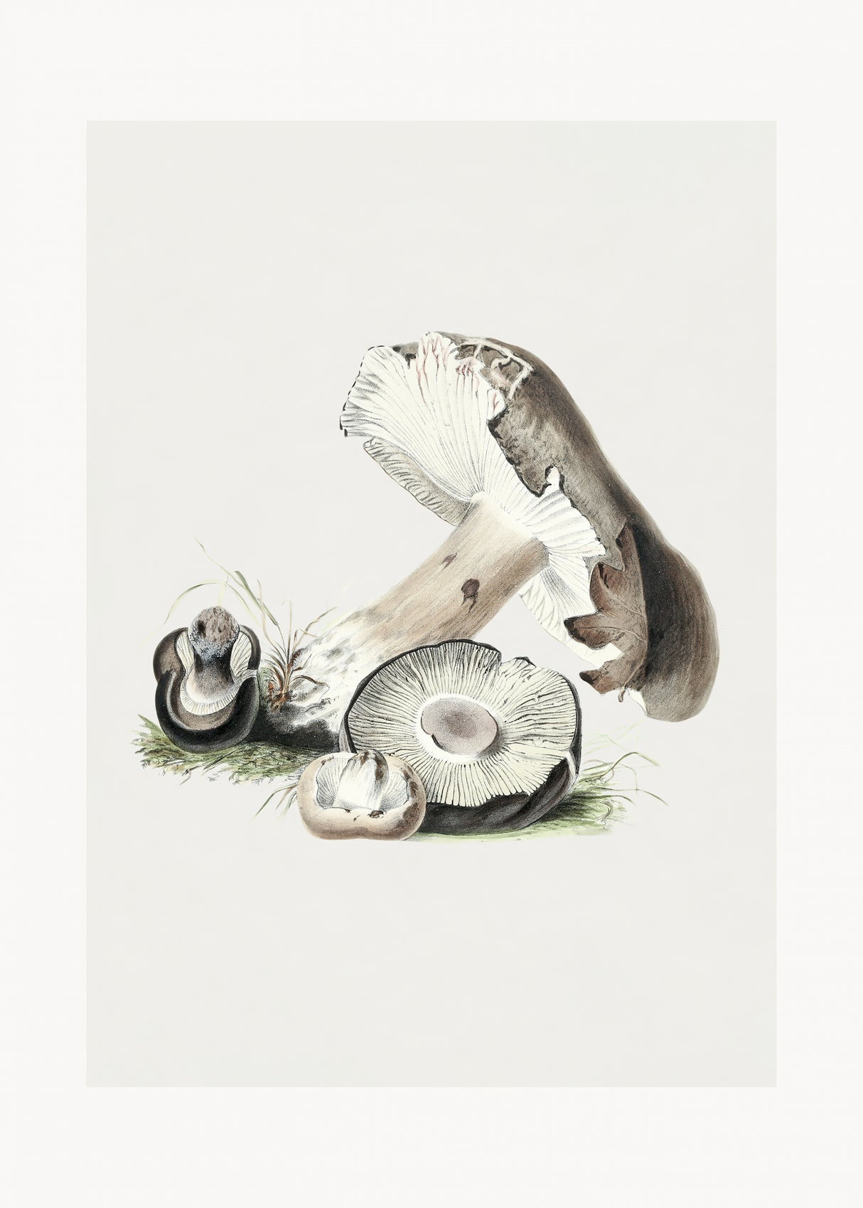 Vintage Agaricus Augustus Mushroom 50x70 Poster och Canvastavla