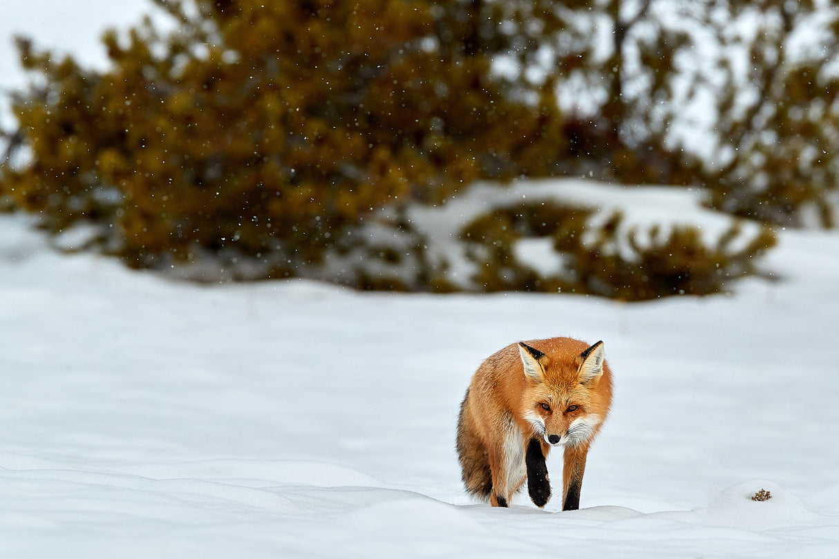 Winter Hunt Poster och Canvastavla