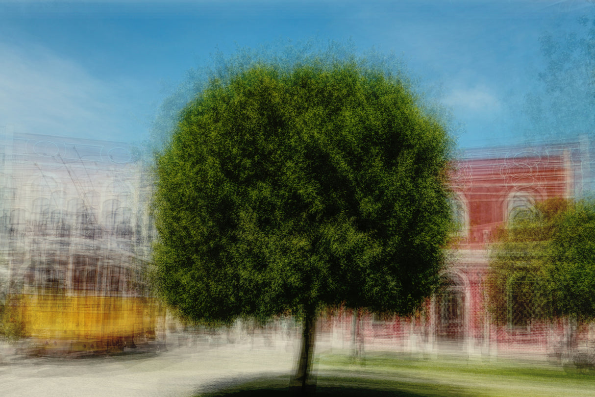Tree in Portugal Poster och Canvastavla
