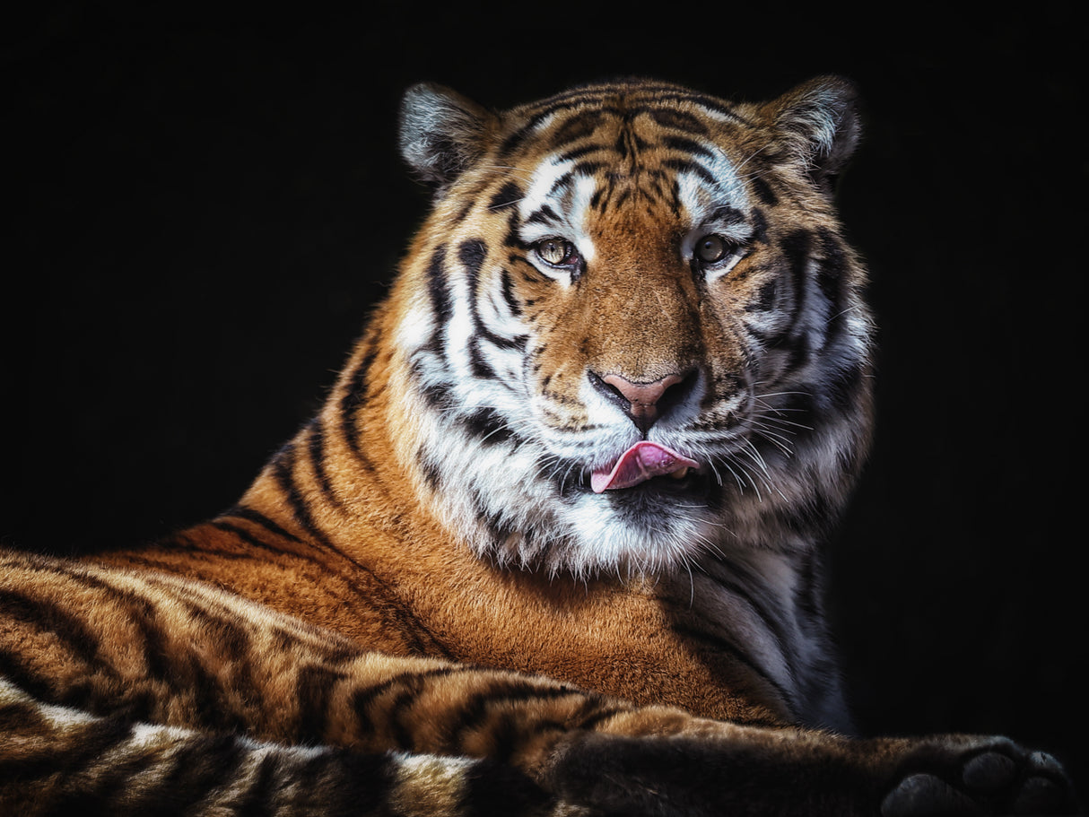 Sibirian Tiger Poster och Canvastavla
