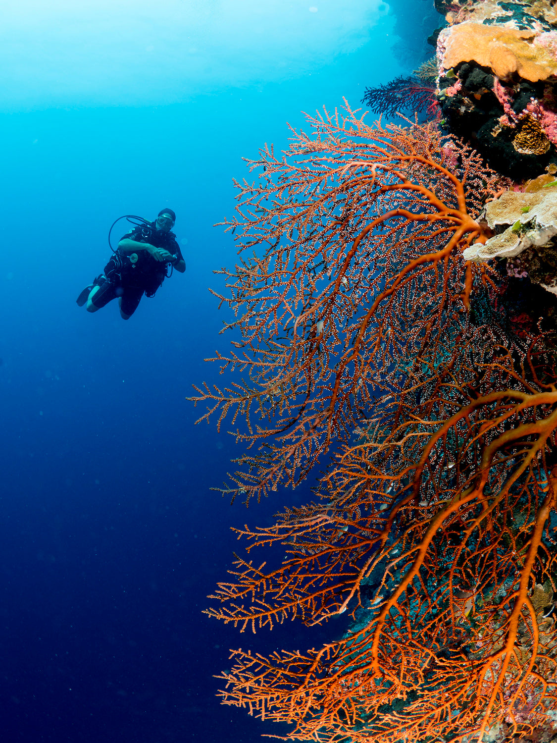 Gorgonia and a diver Poster och Canvastavla
