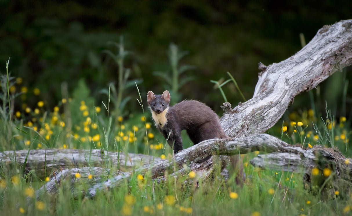 Marten in Sweden Poster och Canvastavla