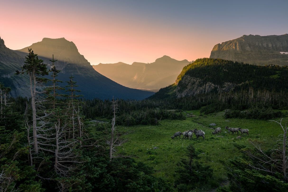 Good Morning, Glacier NP Poster och Canvastavla